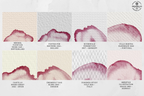 Procreate Watercolor Brush Set: AquaSoft + Studio, Realistic Canvas Textures (Digital Download)