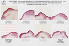 Procreate Watercolor Brush Set: AquaSoft + Studio, Realistic Canvas Textures (Digital Download)