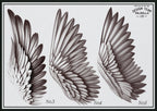 Wings & feathers design bundle, 100+ unique designs + textured brushes for Procreate
