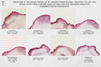 Procreate Watercolor Brush Set: AquaSoft + Studio, Realistic Canvas Textures Digital Download